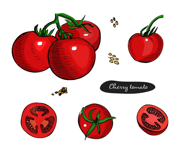 Tomate conjunto mão desenhado vetor illustration.Detailed estilo retro sketch.Vintage tinta mão tomate desenhado, isolado no fundo branco.Vegetable . —  Vetores de Stock