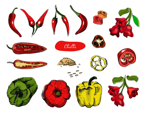 Set of hand drawn sketch peppers.Chilli red pepper vector illustration.Vintage ink hand drawn pepper, isolated on white background.Pepper in the cut, pieces, the seeds and pods . — стоковый вектор