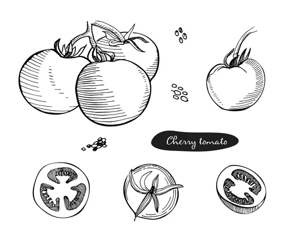Set di pomodoro disegnato a mano vettoriale illustrazione.Dettagliato schizzo in stile retrò. . — Vettoriale Stock