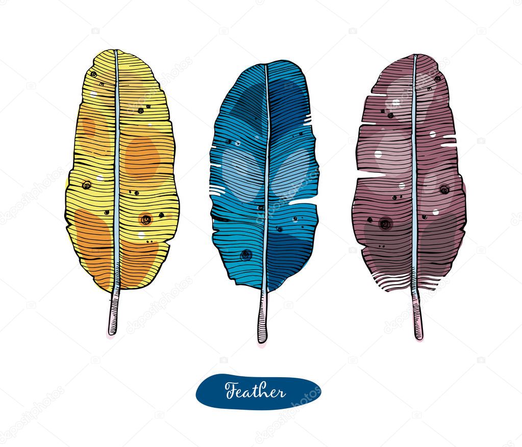 Colorful detailed sketched bird feathers, isolated on white background. Set of ethnic Feathers,boho style.Ilistrustration for tattoo.