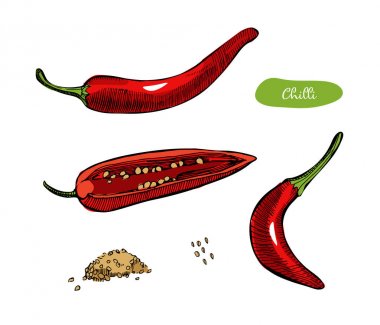 Biber biber renkli vektör çizim. Vintage mürekkep el çekilmiş karabiber, beyaz arka plan üzerinde izole. Kesme, adet, tohum ve bakla biber.