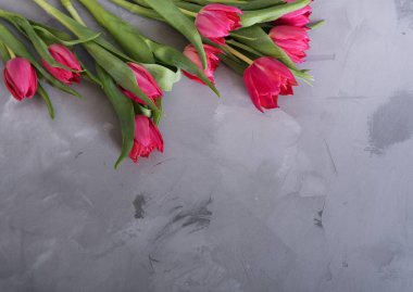 Portre üzerinde güzel pembe laleler