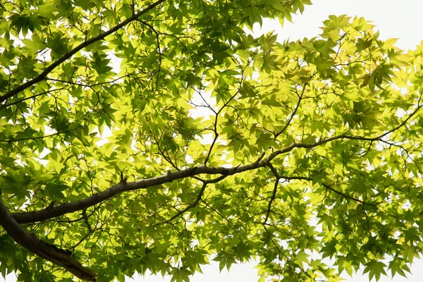 Green Japanese maple branches against sunlight