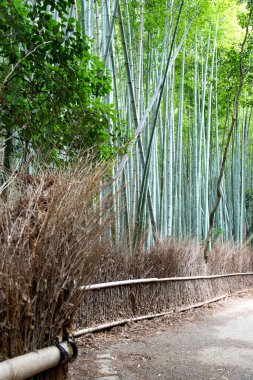 Bambu ormanındaki yol, Sagano, Japonya