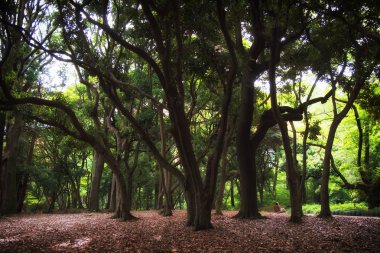 Büyük eski yayılan ağaçlar ve altlarında bir bankta bir kız