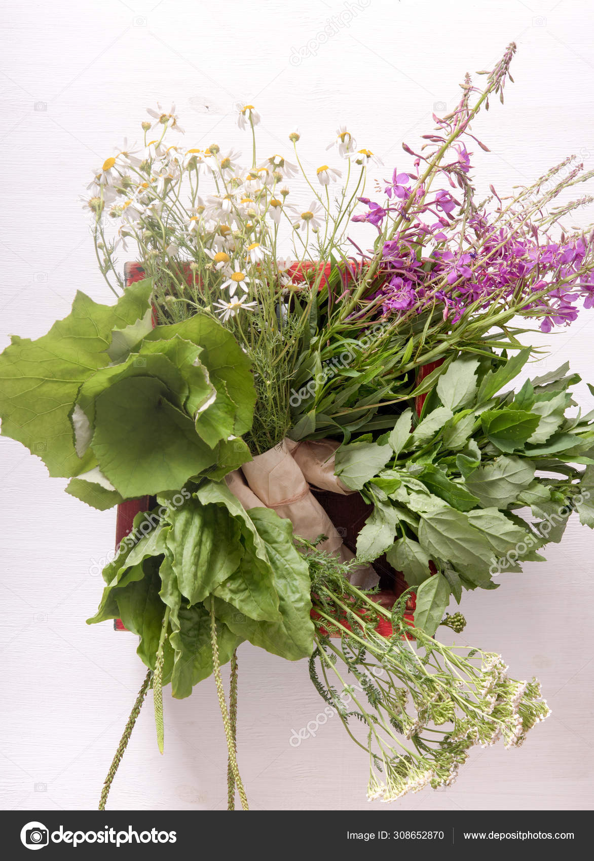 Armful Of Fresh Medicinal Plants In A Box On The Table Stock