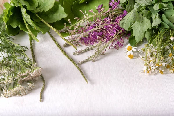 Armada de plantas medicinales frescas sobre la mesa — Foto de Stock