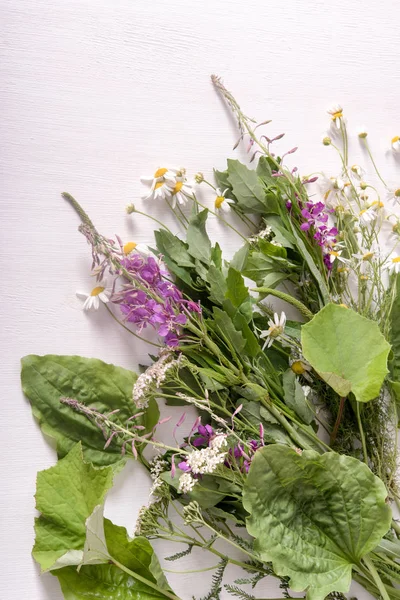 Armada de plantas medicinales frescas sobre la mesa — Foto de Stock
