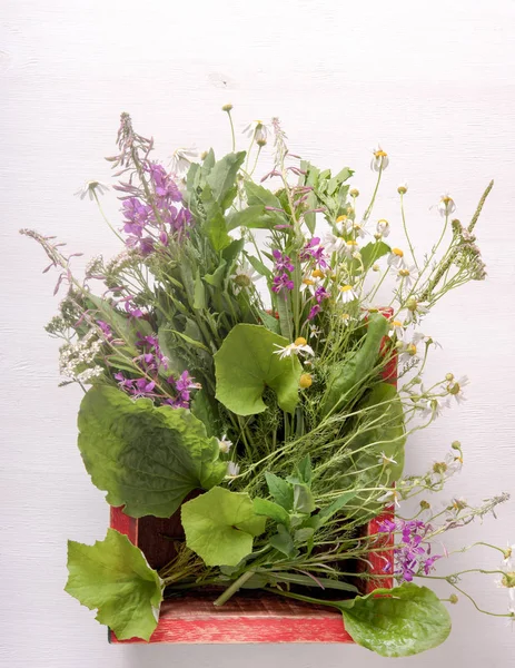 Armado de plantas medicinales frescas en una caja sobre la mesa — Foto de Stock