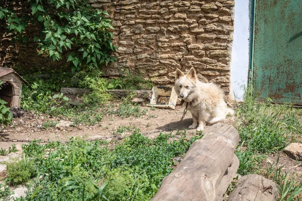 Een Hond Aan Een Ketting Achtertuin Van Een Landelijk Huis — Stockfoto