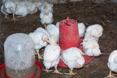 Broiler tavuk. Yerli çiftlik hayvanları