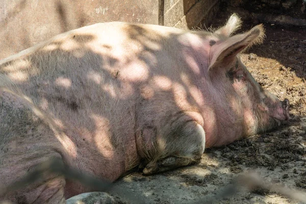 Het Grote Varken Rust Schaduw Van Bomen Binnenlandse Landbouwhuisdieren — Stockfoto