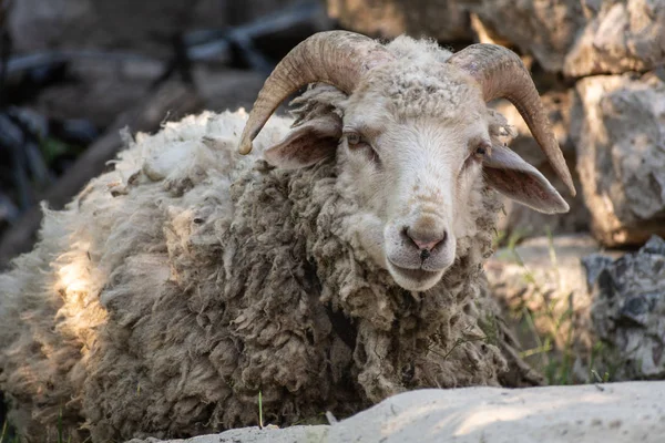 Ram Opírá Písku Stínu Stromů — Stock fotografie