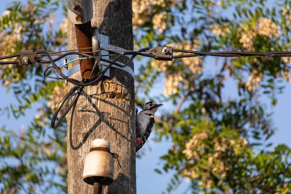 Gün Batımında Ahşap Elektrik Kutup Ağaçkakan — Stok fotoğraf