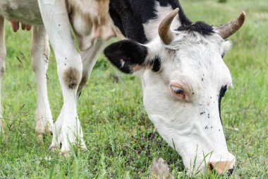 Beyaz siyah noktalar alanında inek