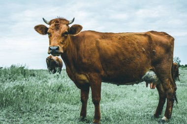 Güzel inek alanında kameraya, moody etkisi görünüyor
