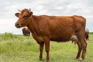 Bir bulutlu gökyüzü arka plan üzerinde güzel kızıl saçlı inek
