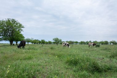 Bir alan, kırsal manzara fotoğrafçılığı inekleri Grup