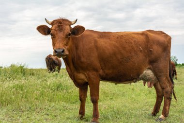 Bir bulutlu gökyüzü arka plan üzerinde güzel inek kameraya benziyor