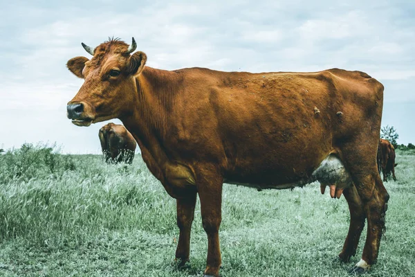 Güzel kırmızı inek alan, karamsar etkisi