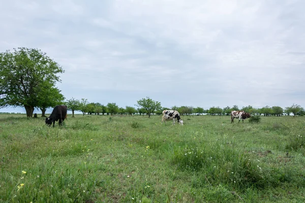 Bir alan, kırsal manzara fotoğrafçılığı inekleri Grup