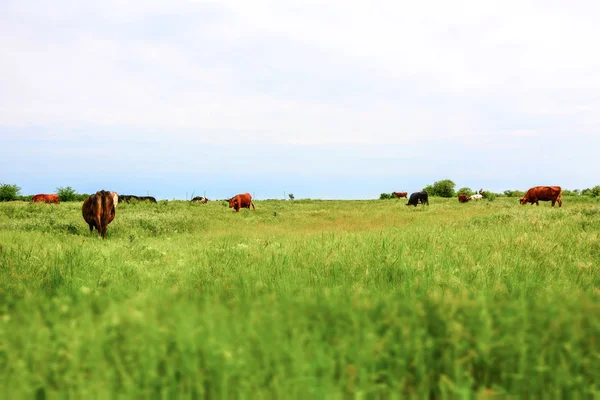 Skupina Krávy Louce Tilt Shift Foto — Stock fotografie