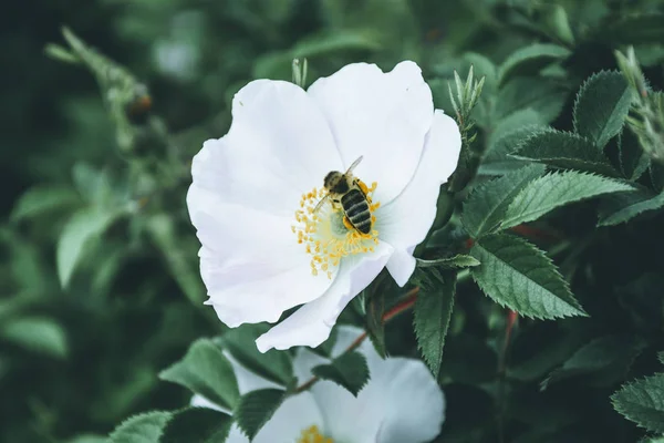 Biene Bestäubt Weiße Hüftblüten Matteffekt — Stockfoto