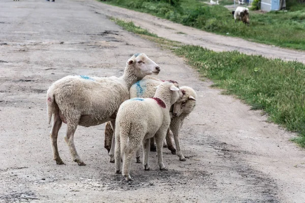 Ovčí Farma Ukrajinská Farma Ovcí Jehňat — Stock fotografie