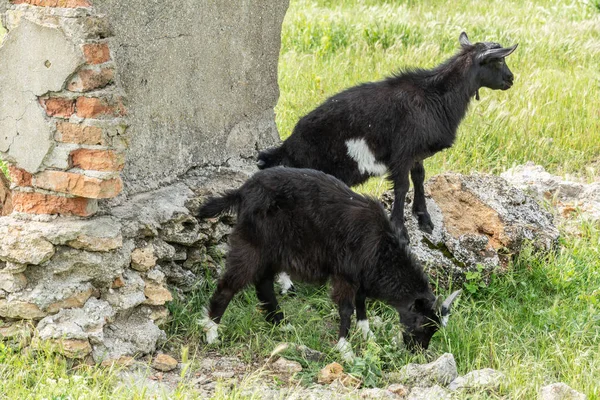 Mladý Černý Kozy Pastvě Hospodářská Zvířata — Stock fotografie