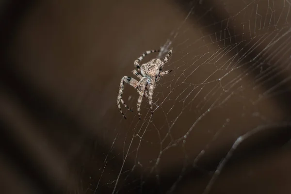Spider Araneus Tuin Spider Vriendelijke Araneomorph Spinnen Uit Familie Van — Stockfoto