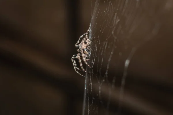 Web Orb Web スパイダー コガネグモ科 の家族のクモ Araneus 庭スパイダー 親切な Araneomorph — ストック写真