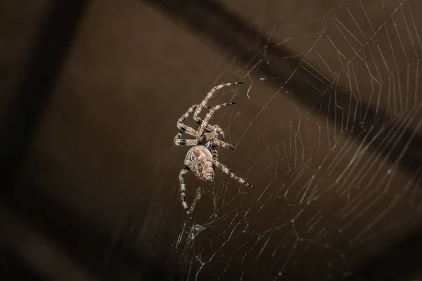 Pająk Krzyżak Ogród Pająk Rodzaju Araneomorph Pająki Rodziny Orb Web — Zdjęcie stockowe