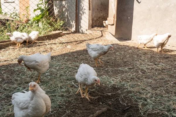 Brojlerek Csirkék Egy Vidéki Baromfi Gazdaságban Vidéki Állatfarm Csirke — Stock Fotó