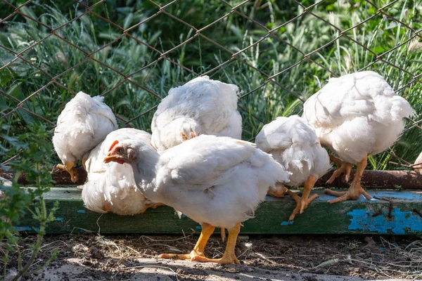 Broiler tavuk çit yakınındaki. Kırsal tavuk çiftliği.