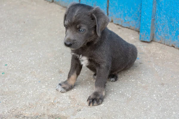 Puppy Pooch Grijze Kleur Maanden — Stockfoto