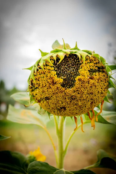Квітка Соняшнику Тлі Хмарного Неба — стокове фото