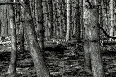 Siyah ve beyaz ağaçlar