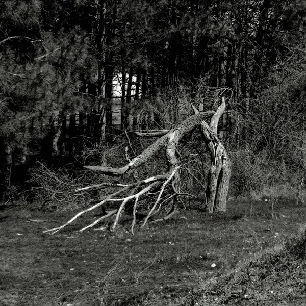 Černobílé Stromy — Stock fotografie