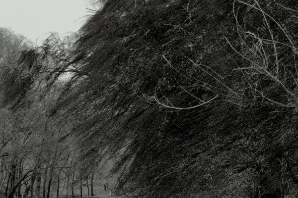 Чорно Білі Дерева — стокове фото