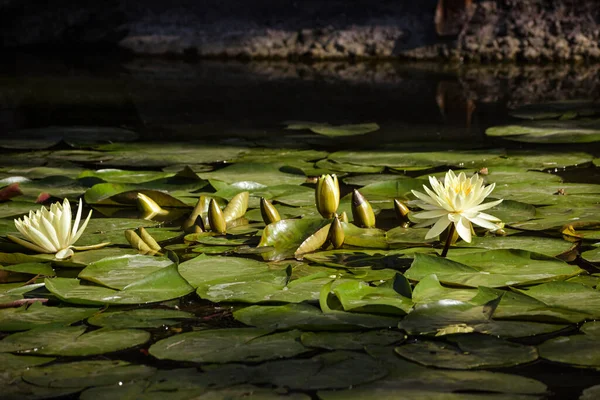 Прекрасные Цветы Желтой Водяной Лилии Днем — стоковое фото
