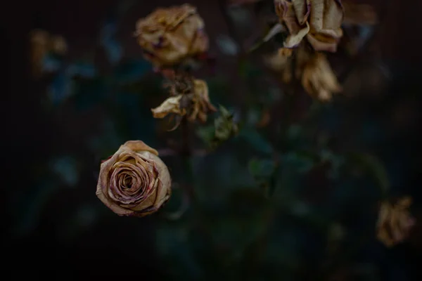 Στεγνό Τριαντάφυλλο Μπουμπούκια Δραματική Επίδραση Επιλεκτική Εστίαση Ρηχό Βάθος Πεδίου — Φωτογραφία Αρχείου