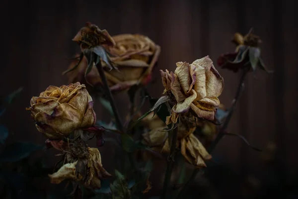 Dry Rose Buds Dramatic Effect Selective Focus Shallow Depth Field — Stock Photo, Image