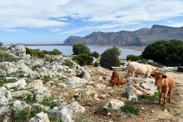 Koeien Grazen Weiden Boven Zee Van Sicilië — Stockfoto