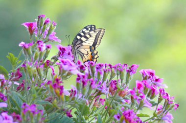 Papilio Machaon, kelebeğin güzel bir örneği, sardunyanın renkli çiçekleri üzerine tünemiş