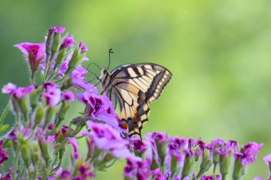 Papilio Machaon, kelebeğin güzel bir örneği, sardunyanın renkli çiçekleri üzerine tünemiş