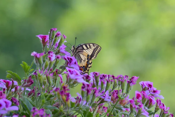 Papilio Machaon Raffinato Esemplare Farfalla Appollaiato Sui Colorati Fiori Del — Foto Stock