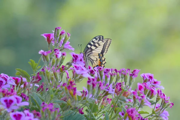 Papilio Machaon Raffinato Esemplare Farfalla Appollaiato Sui Colorati Fiori Del — Foto Stock