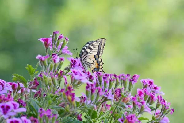 パピリオ マチャオン 蝶の素晴らしい標本は ゼラニウムのカラフルな花の上に飾られました — ストック写真