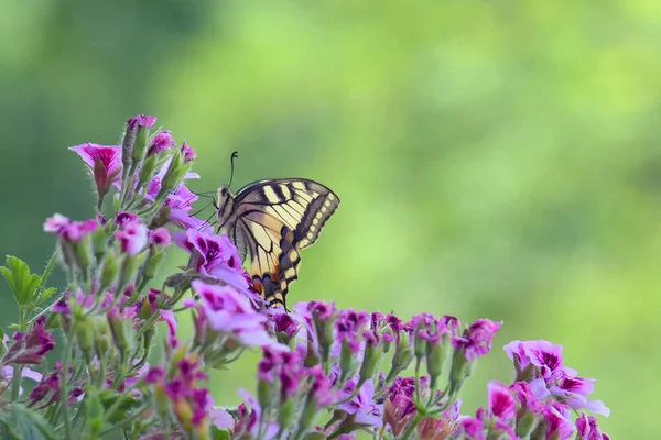 パピリオ マチャオン 蝶の素晴らしい標本は ゼラニウムのカラフルな花の上に飾られました — ストック写真