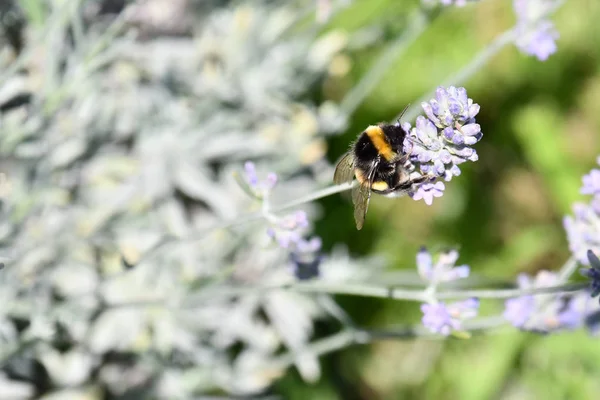 The bees fly over the fragrant lavender flowers to collect the nectar.